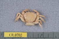 藏品(平背蜞)的圖片